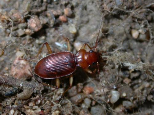 Nebria genei