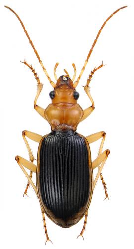 Nebria psammodes