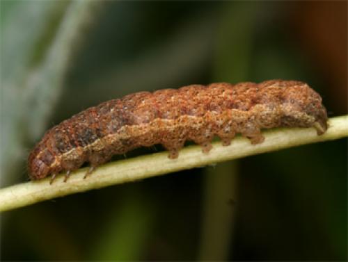Noctua sp.