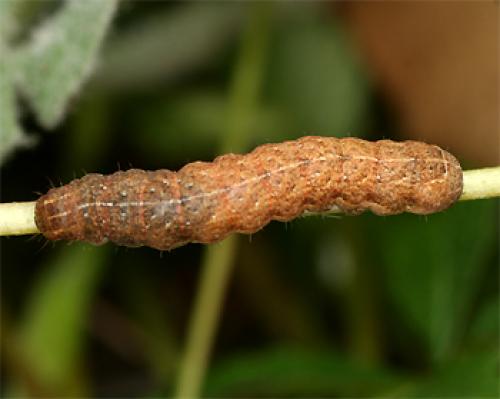 Noctua sp.