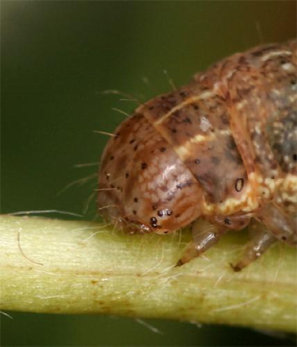 Noctua sp.