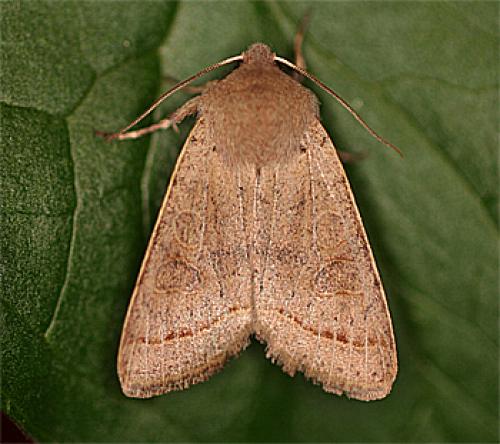 Orthosia cerasi