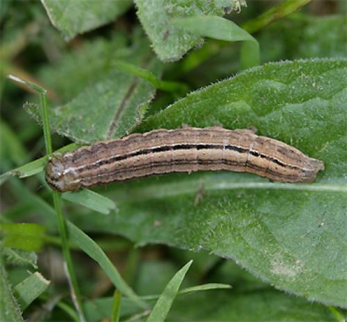 Mythimna sp.