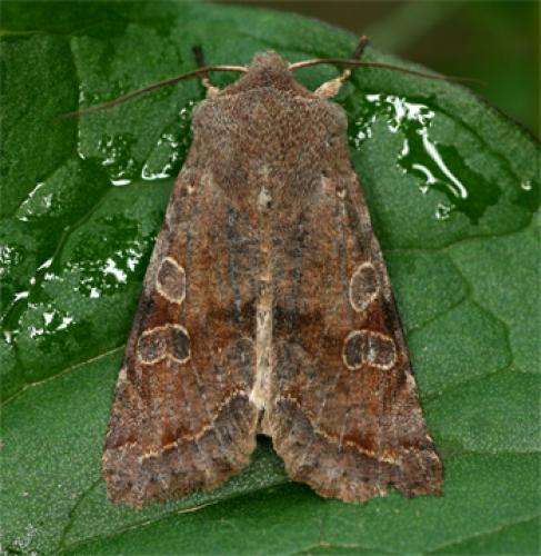 Réf. 67 544 : Orthosia incerta