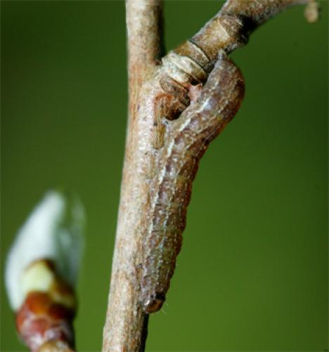 Réf. 67 798 : Agrochola circellaris