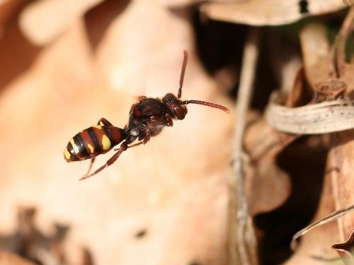 Réf. 67 926 : Nomada sp.