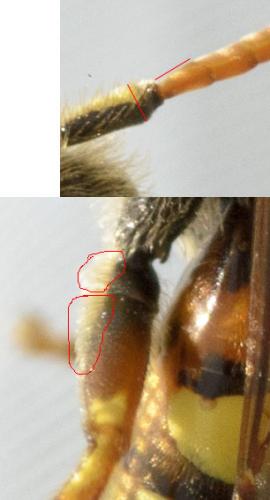 Réf. 67 452 : Nomada (bifasciata-fucata)
