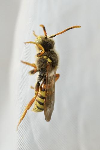Réf. 67 449 : Nomada (bifasciata-fucata)
