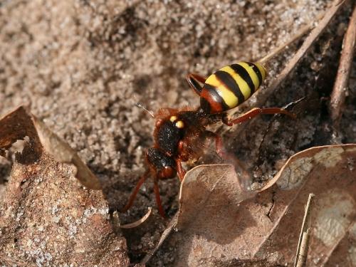 Réf. 67 923 : Nomada lathburiana