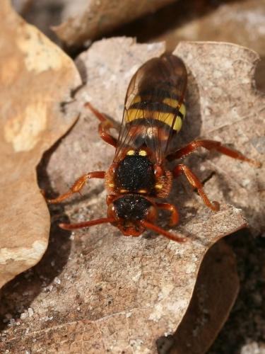 Réf. 67 924 : Nomada lathburiana