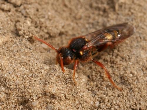Réf. 67 925 : Nomada lathburiana