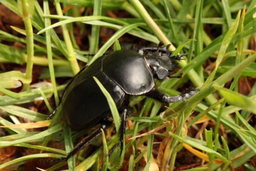 Réf. 67 206 : Scarabaeus typhon