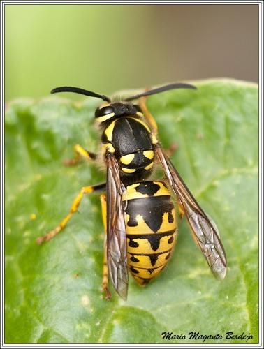 Vespula germanica
