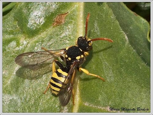 Nomada sp.