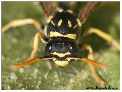 Réf. 67 648 : Polistes gallicus