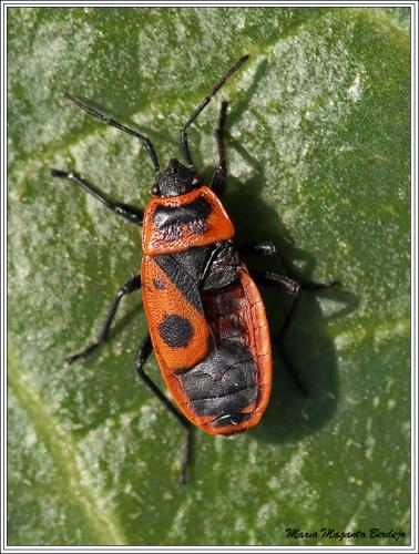 Pyrrhocoris apterus