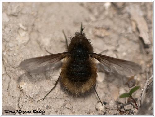 Bombylius sp.