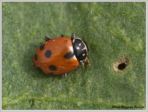 Hippodamia variegata