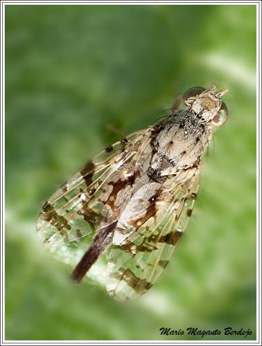 Réf. 67 855 : Tephritis postica