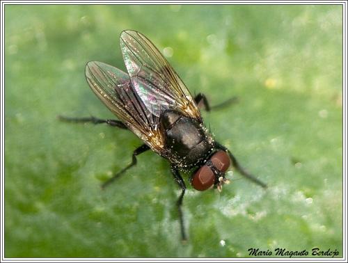 Réf. 67 986 : Hydrotaea sp.
