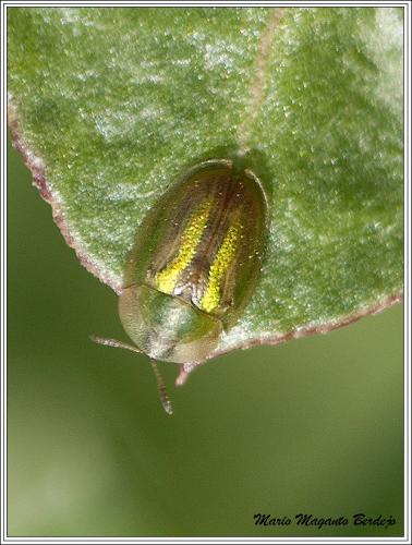 Réf. 67 909 : Cassida sp.