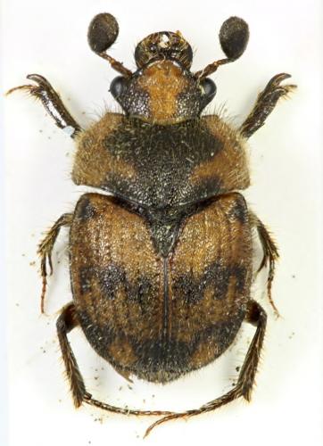 Réf. 67 082 : Notochodaeus sp.