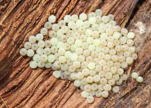 Orthosia cerasi