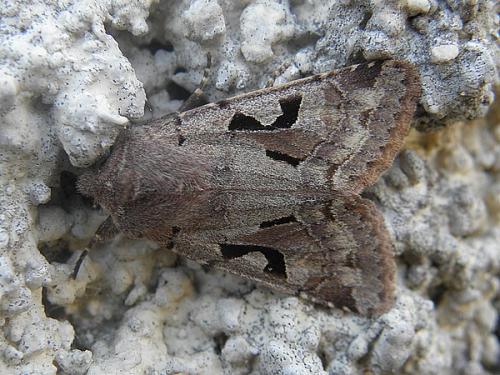 Réf. 67 014 : Orthosia gothica