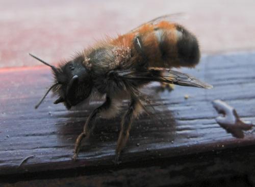 Réf. 67 836 : Osmia bicornis