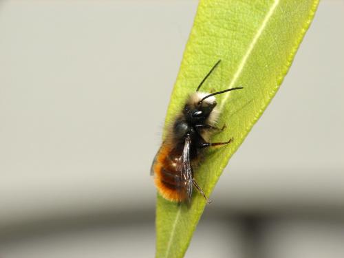 Osmia cornuta