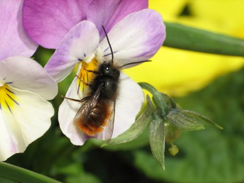 Osmia cornuta
