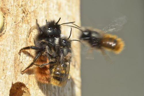 Osmia cornuta