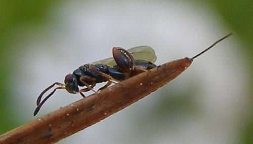 Podagrion pachymerum
