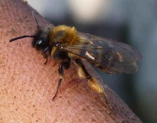 Réf. 67 680 : Andrena bicolor
