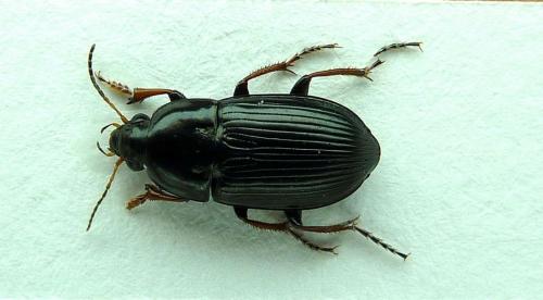 Amara fulvipes