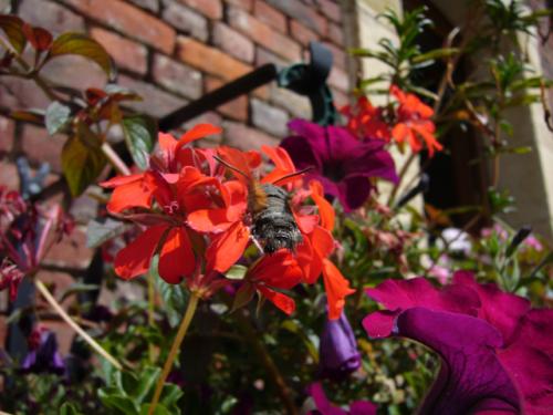 Réf. 67 990 : Macroglossum stellatarum