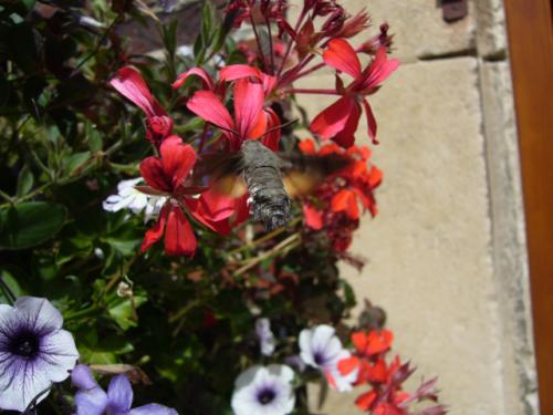 Macroglossum stellatarum