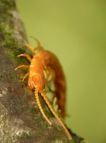 Cryptops anomalans