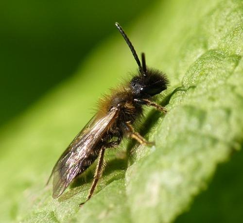 Réf. 67 776 : Andrena bicolor