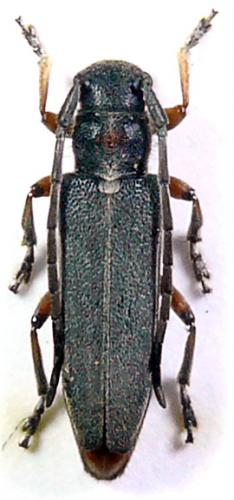 Phytoecia vulneris
