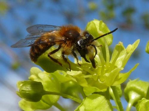 Andrena fulva