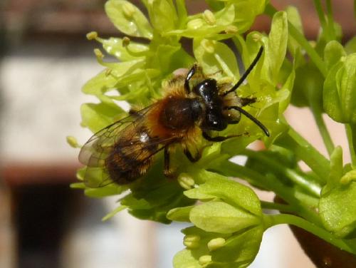 Andrena fulva