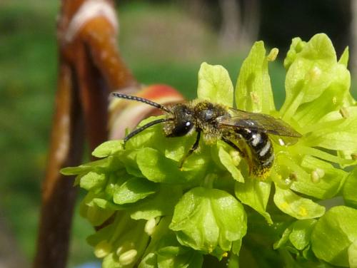 Lasioglossum pallens