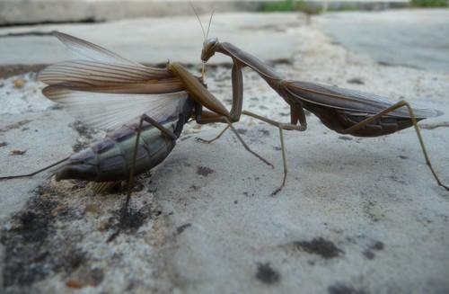 Mantis religiosa