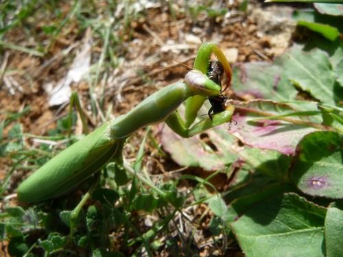 Mantis religiosa