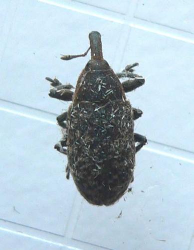 Réf. 67 564 : Larinus carlinae