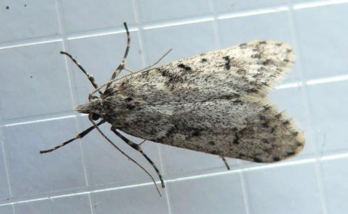 Réf. 67 597 : Diurnea fagella