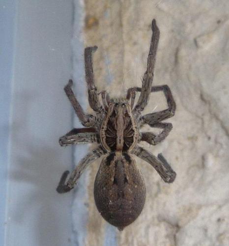 Réf. 67 705 : Hogna radiata