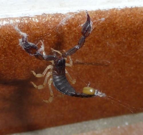 Steatoda triangulosa