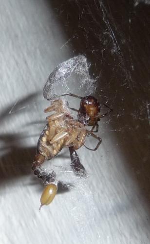 Steatoda triangulosa